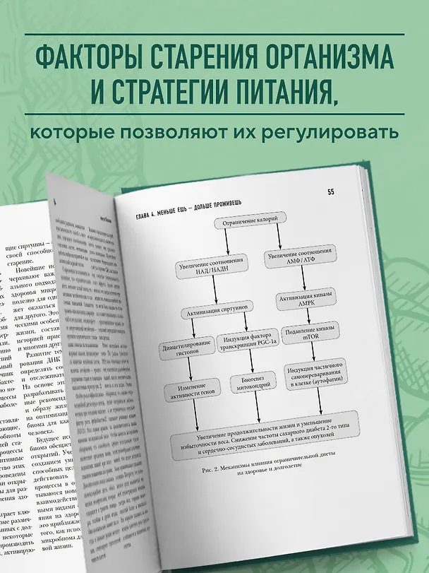 Книга Кишечник долгожителя. 7 принципов диеты, замедляющей старение. 3-е издание (Алексей Москалев) — 6