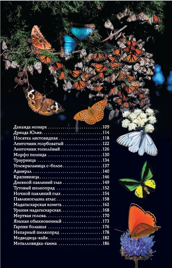 Книга Бабочки. Иллюстрированный гид (Анна Спектор) — 9