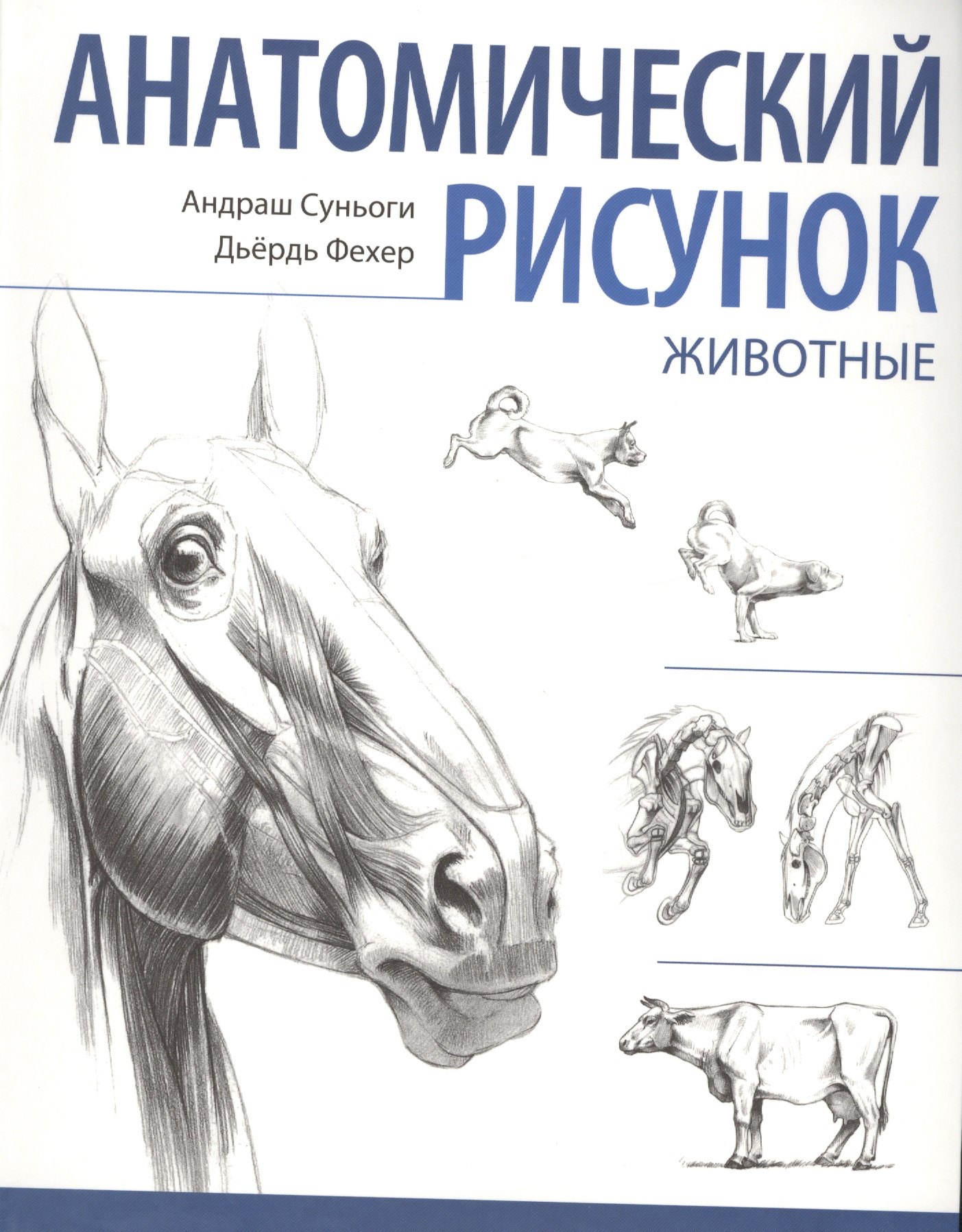 

Анатомический рисунок. Животные