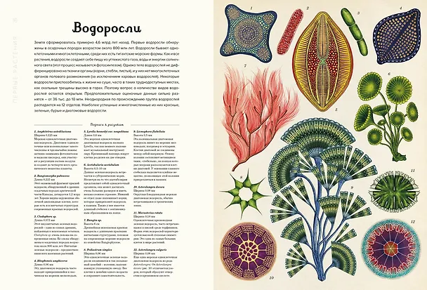 Книга Ботаникум (Кэти Уиллис) — 10