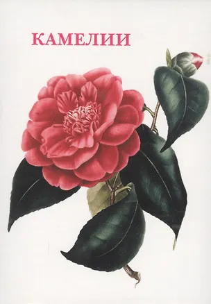 Книга Камелии. Набор открыток ()