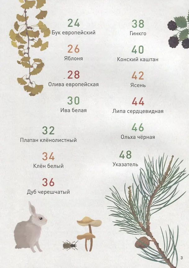 Книга Мой лесной гербарий (Анна Томас-Белли) — 3