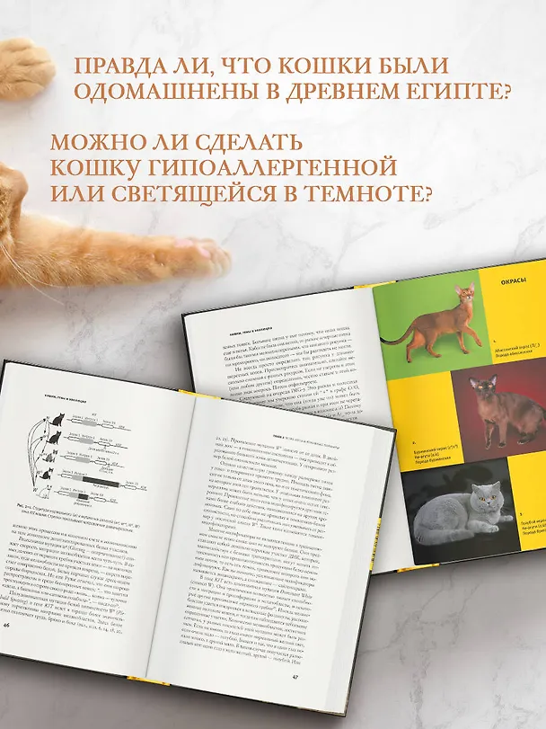 Книга Кошки, гены и эволюция (Павел Бородин, Любовь Малиновская) — 6