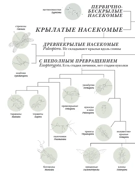 Книга Поразительные насекомые. Книга про подземных математиков, мастеров блефа, дружных кочевников, зомби, уборщиков мусора и многих-многих других (Барт Россел) — 7