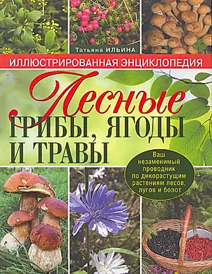 Лесные грибы, ягоды и травы — 2269320 — 1