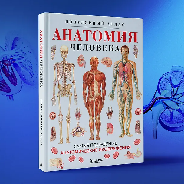 Книга Анатомия человека. Популярный атлас. Самые подробные анатомические изображения () — 13