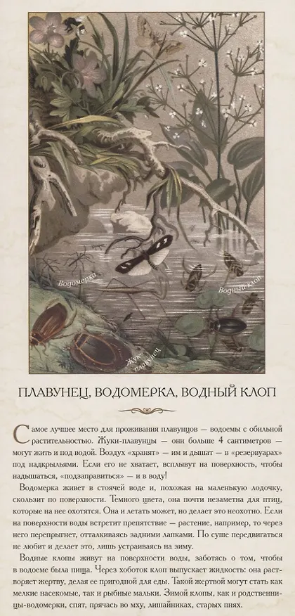 Книга Насекомые. …В розе пышной и пахучей, нежась, спит блестящий жук () — 3