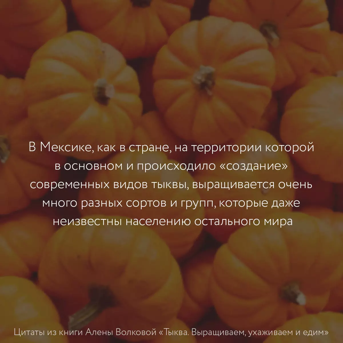 Тыква. Выращиваем, ухаживаем и едим (Алёна Волкова) - купить книгу с  доставкой в интернет-магазине «Читай-город». ISBN: 978-5-17-160223-9