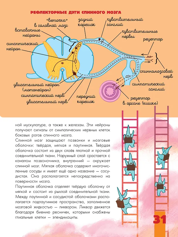 Книга Мозг и нервная система (Вячеслав Дубынин, Игорь Сергеев) — 13