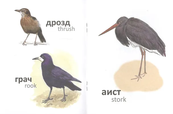 Книга Птицы (на рус.-англ.яз.) худ.Комаров А. (И.И. Соколова) — 5