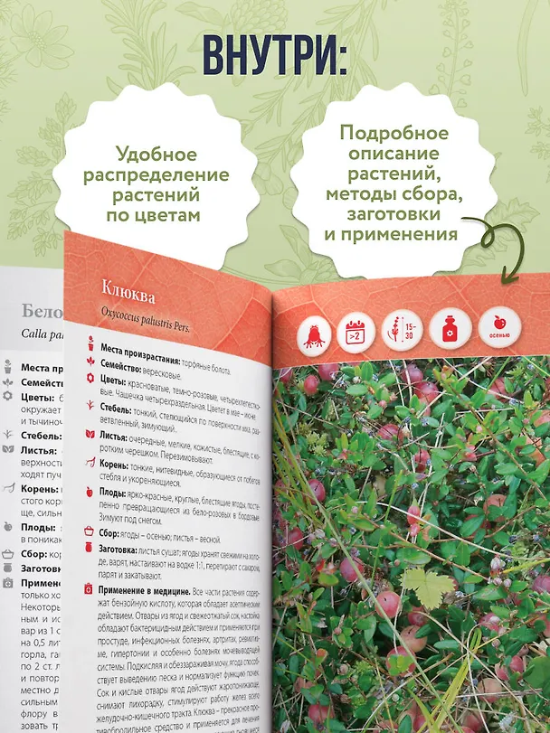 Книга Лечебные травы. Иллюстрированный справочник-определитель (Татьяна Ильина) — 6