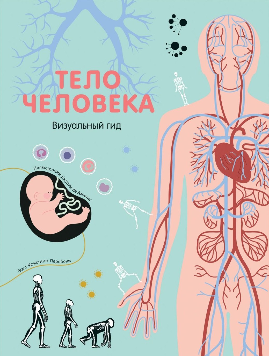 

Тело человека. Визуальный гид