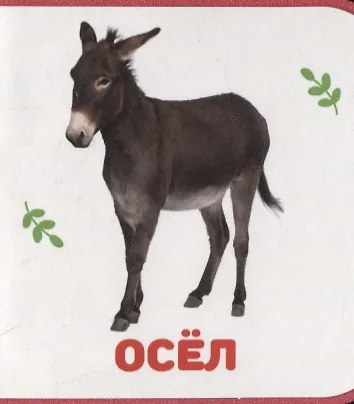 Книга Домашние животные () — 6