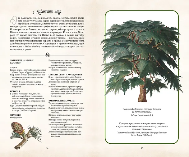 Книга Тайный язык деревьев (Джилл Дэвис) — 7