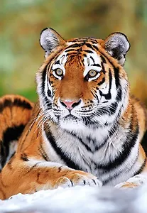 ЧГ:2195594 Пазл 500 B-51267 Тигр (castor)