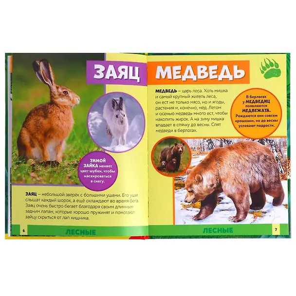 Книга В мире животных. Фотоэнциклопедия для детей (Алёна Лядова) — 3