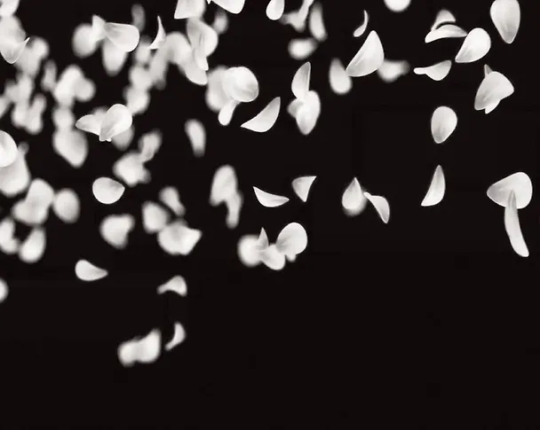 Книга Темная вишня (Дария Эдви) — 10