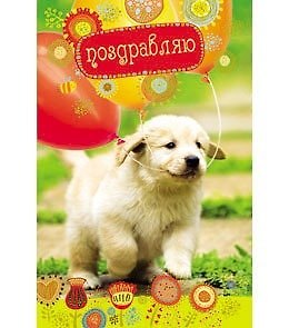 Открытка А5 Поздравляю! 5-10-0332 344927 — 1
