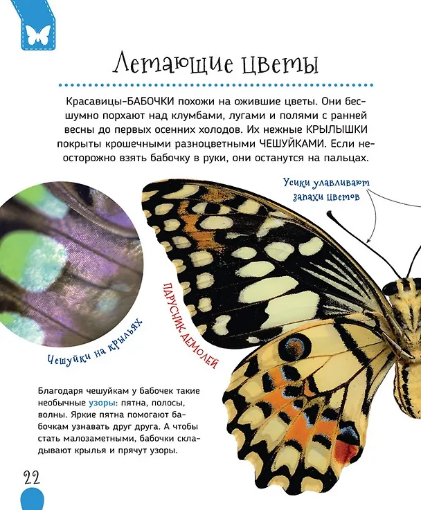 Книга Насекомые (Лариса Клюшник) — 4