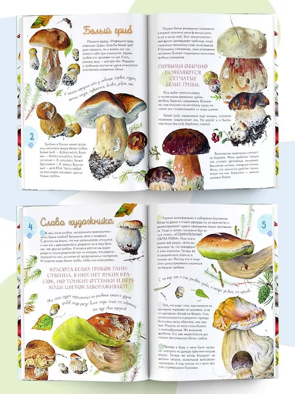 Книга Грибы в лесу (Ирина Уханова) — 6