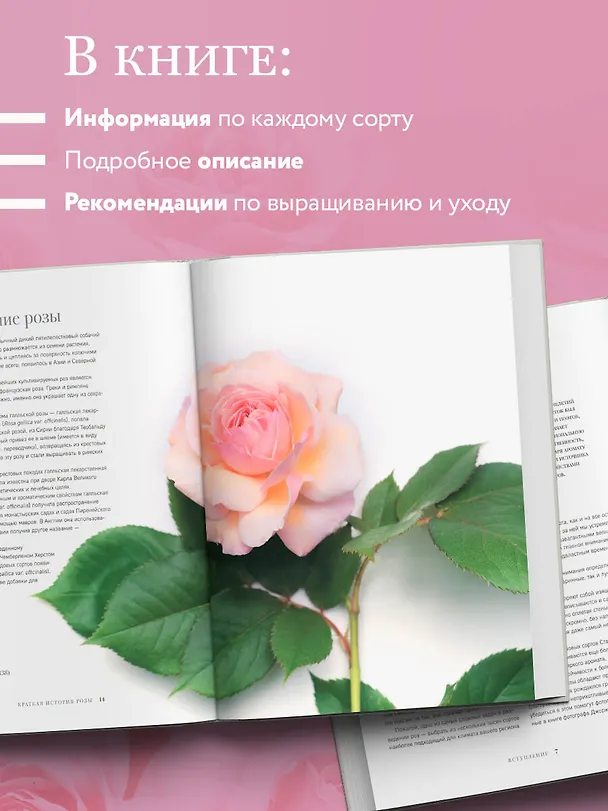 Книга Розы. Восхитительные цветы для дома и сада (Джейн Исто, Джорджианна Лэйн) — 8