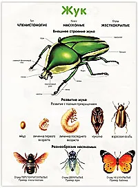 Саранча. Жук. Плакат двухсторонний