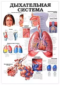 Плакат Дыхательная система / Эндокринный аппарат (690х490) (м/гл) — 2052221 — 1