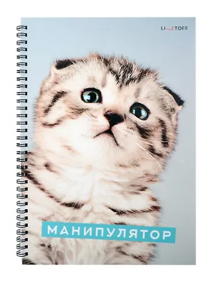 Тетрадь в клетку Listoff, "Характер котика", А4, 80 листов 3032933
