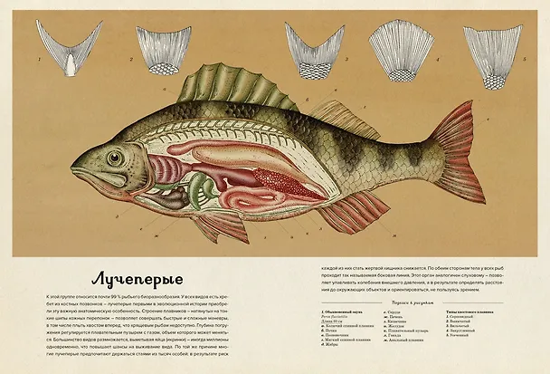 Книга Анималиум (Дженни Брум) — 9