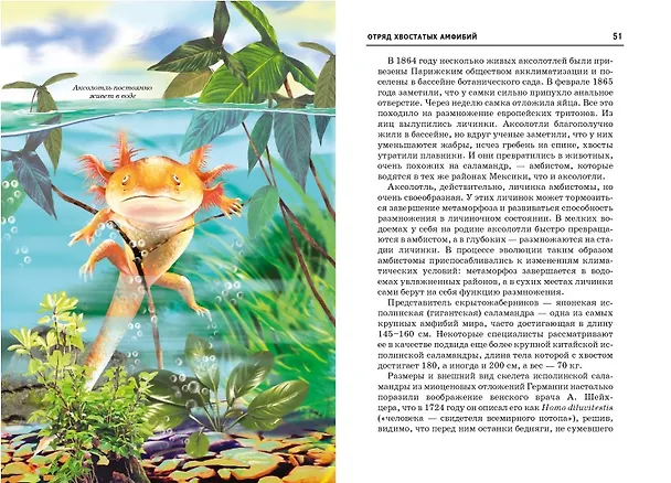 Книга Земноводные. (Екатерина Голубева) — 3