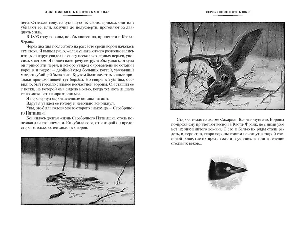 Книга Рассказы о животных (Эрнест Сетон-Томпсон) — 15