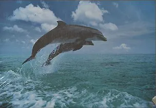 Пазл 560 78065 Дельфины (AС) (step) 2126715