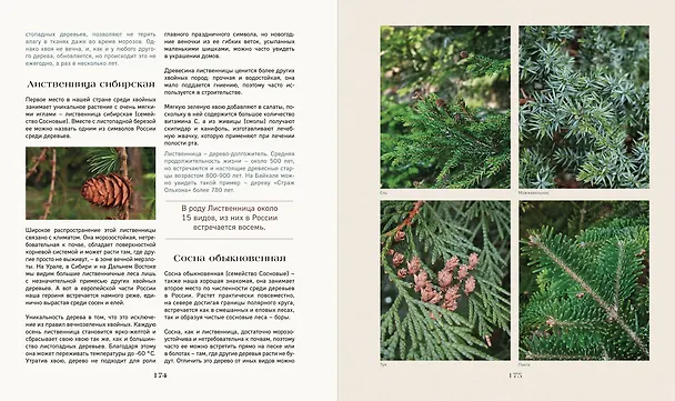 Книга Тайная жизнь леса. Русская природа в фактах и зарисовках (Наталья Савилова) — 13