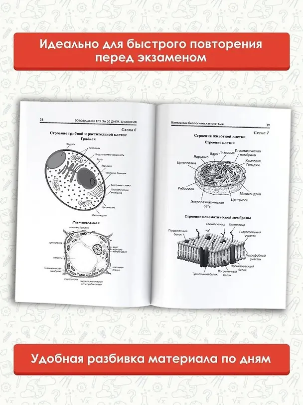 Книга Готовимся к ЕГЭ за 30 дней. Биология (Лариса Прилежаева, Андрей Маталин, Ольга Ковшикова) — 6