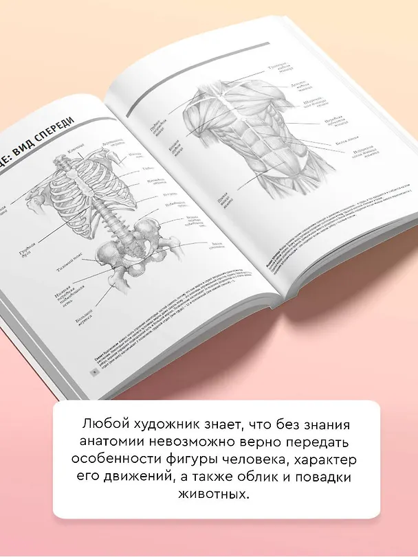 Книга Анатомия для художников () — 5