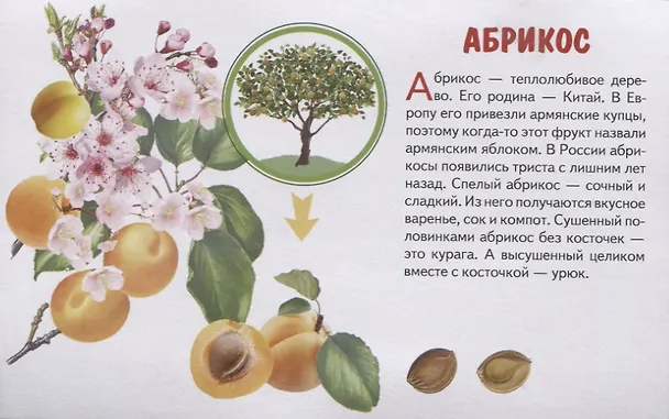 Книга Фрукты. Обучающие карточки () — 2