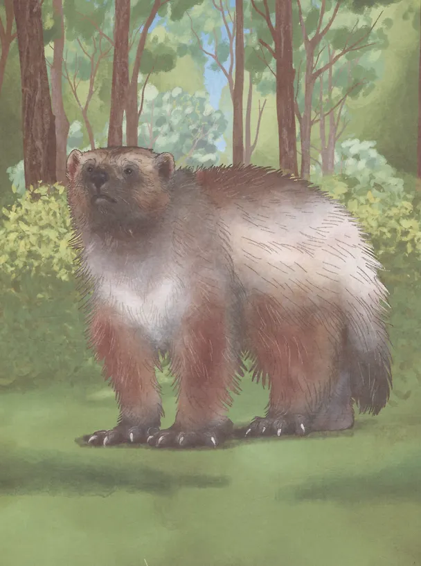 Книга Росомаха Ася (Елена Люкманова) — 3