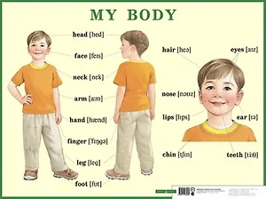 My body. Строение тела человека. Наглядное пособие для начальной школы