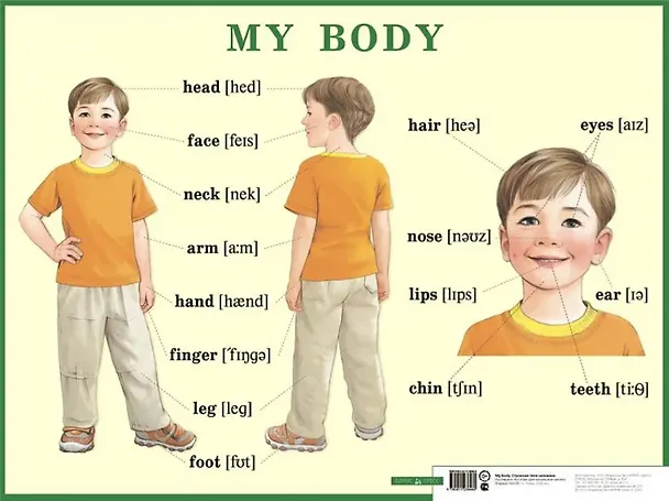 Книга My body. Строение тела человека. Наглядное пособие для начальной школы () — 1