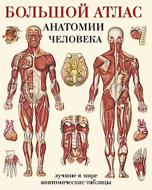 Большой атлас анатомии человека(в табл) — 2467199 — 1