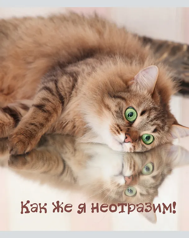 Тетрадь общая «Кото - терапия», 48 листов в линейку, А5, в ассортименте - Listoff 3149237 — 5