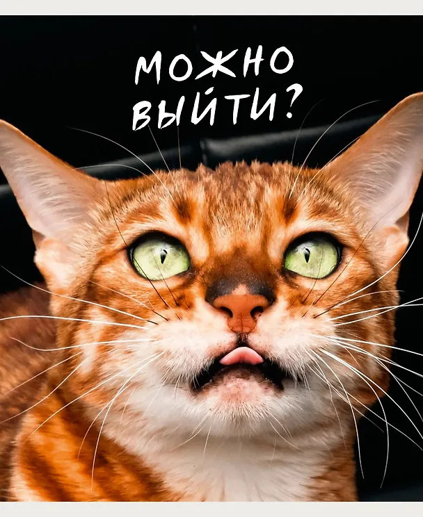 Тетрадь общая «Котики», 96 листов в клетку, А5 - Listoff 3033089 — 4