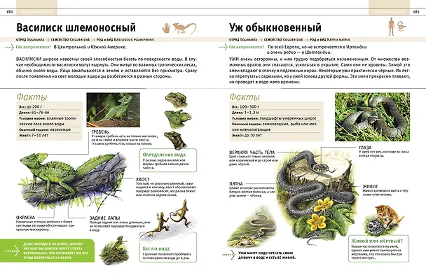 Книга Животные. Все обитатели нашей планеты (Дэвид Элдертон) — 12