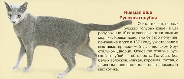 Книга Любимые кошки. Карточки () — 5