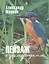 Пейзаж с зимородком — 2535781 — 1