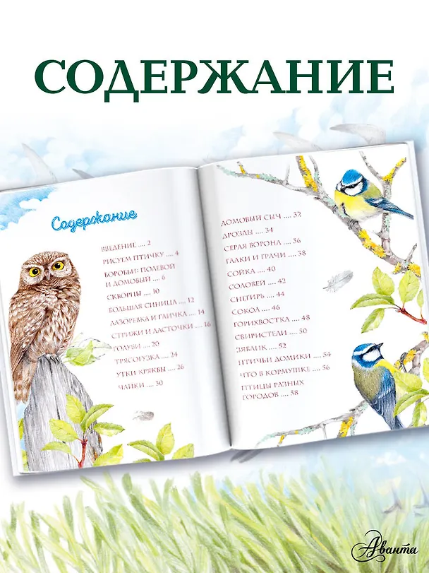 Книга Птицы в городе. 25 историй в фактах и рисунках (Наталья Габеева) — 8