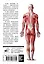 Анатомия человека. Русско-латинско-английский атлас — 2603607 — 2