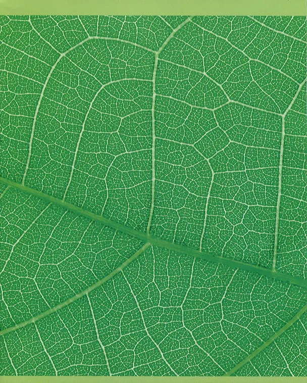 Тетрадь общая «Green mix» в ассортименте, 48 листов в клетку, A5 - Listoff 2973570 — 5