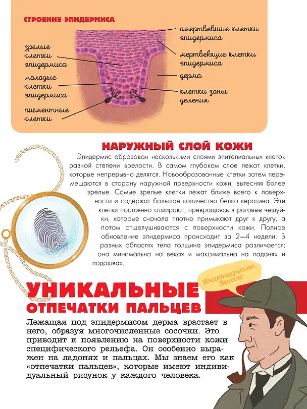Книга Тело человека (Вячеслав Дубынин) — 14