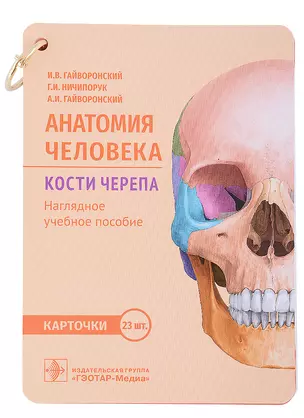 Анатомия человека. Кости черепа. Карточки: наглядное учебное пособие — 2899156 — 1